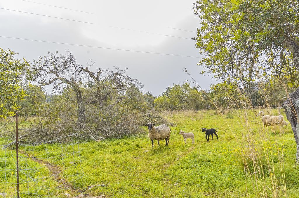 Finca Puig Santa Magdalena エクステリア 写真